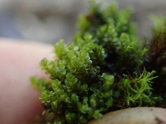 Jungermannia atrovirens