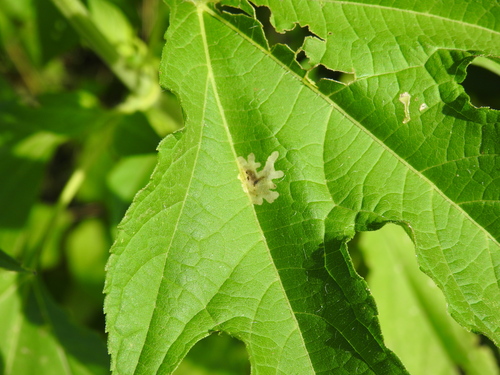 Calycomyza platyptera photo 5