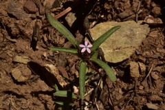 Collomia tinctoria
