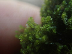 Jungermannia atrovirens
