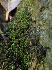 Jungermannia atrovirens