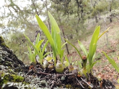 Prosthechea micropus
