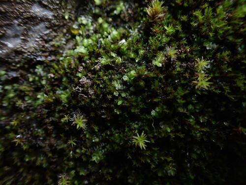 Image of Mesoptychia gillmanii by no rights reserved