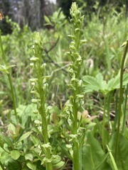 Platanthera stricta