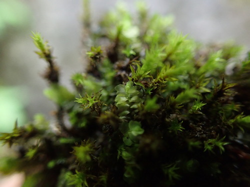 Image of Mesoptychia gillmanii by no rights reserved