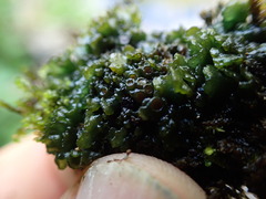 Enchylium polycarpon