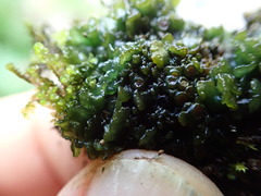 Enchylium polycarpon