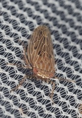 Amplicephalus osborni