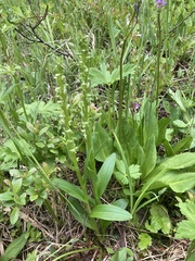 Platanthera stricta