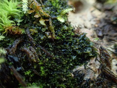 Enchylium polycarpon