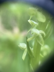 Platanthera stricta