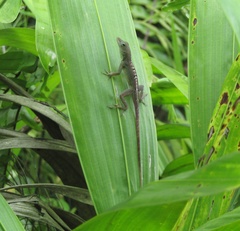 Anolis grahami