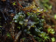 Enchylium polycarpon