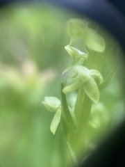 Platanthera stricta