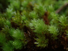 Mnium thomsonii