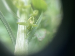 Platanthera stricta