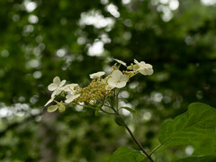 Hydrangea bretschneideri