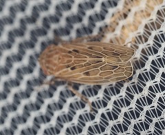 Amplicephalus osborni