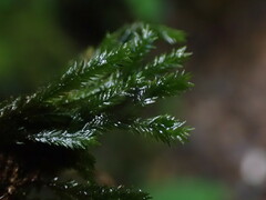 Fissidens grandifrons