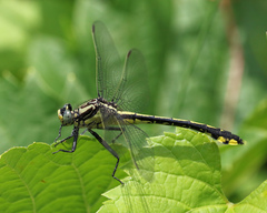 Gomphurus fraternus