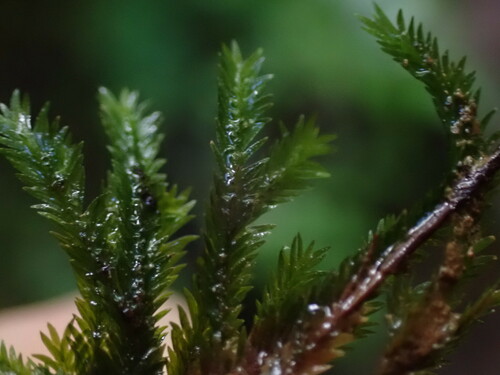 Image of Fissidens grandifrons by no rights reserved