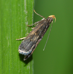 Dichomeris juncidella