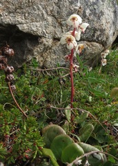 Pyrola grandiflora