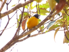 Chlorophonia cyanocephala