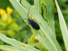 Polemius laticornis