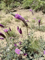 Dalea searlsiae