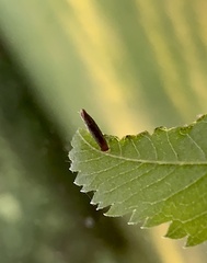 Coleophora spinella