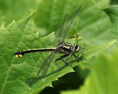 Gomphurus fraternus