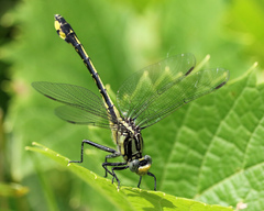 Gomphurus fraternus