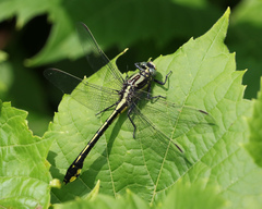 Gomphurus fraternus