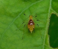 Macrosiphum lilii