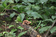 Podoscypha petalodes