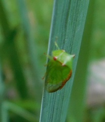 Stictocephala militaris