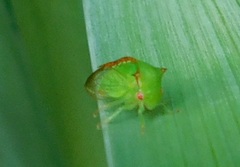 Stictocephala militaris