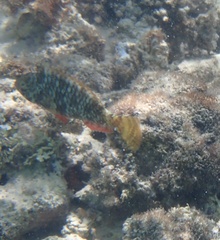 Sparisoma viride