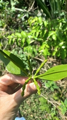 Phoradendron bathyoryctum