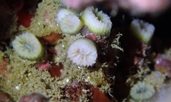 Cladopsammia eguchii