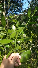 Phoradendron bathyoryctum