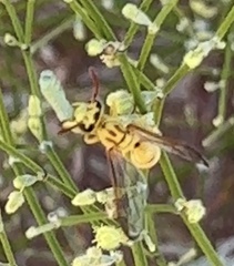 Pterocheilus pimorum