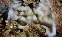 Leptoseris incrustans