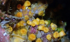 Cladopsammia eguchii