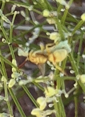 Pterocheilus pimorum