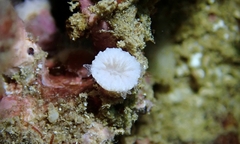 Cladopsammia eguchii