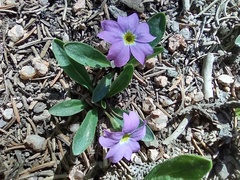 Primula angustifolia