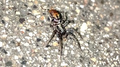 Castianeira occidens