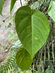 Tiliifolia